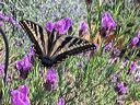 swallowtail_and_lavander