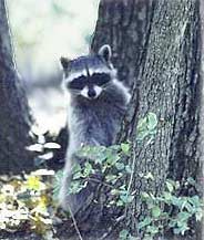 raccoon at julian cabin