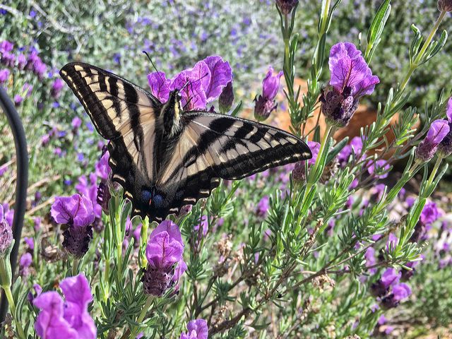 swallowtail_and_lavander.jpg