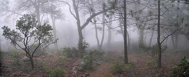 julian california big cat cabin foggy view 