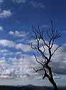 manzanita_sky