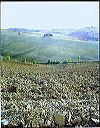 hills_of_buonconvento