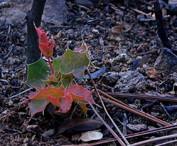 barberry_sprout.jpg