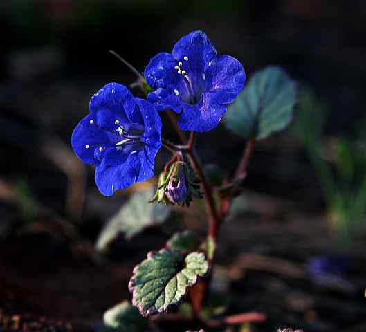 calif_blue_bells.jpg