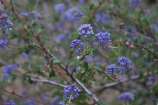 ceanothus.jpg