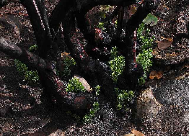 chamise_regrowth.jpg