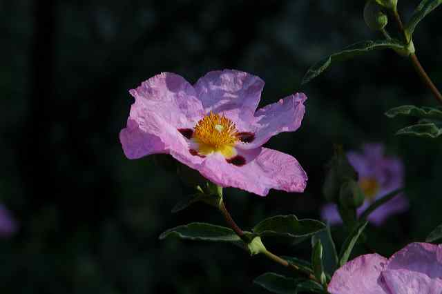 cistus.jpg