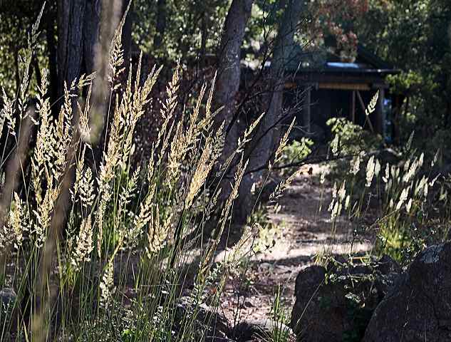 grasses_at_cabin.jpg
