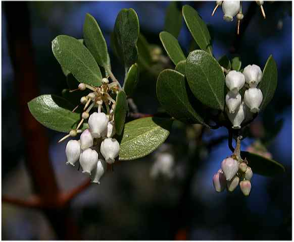 manzanita_blossoms.jpg