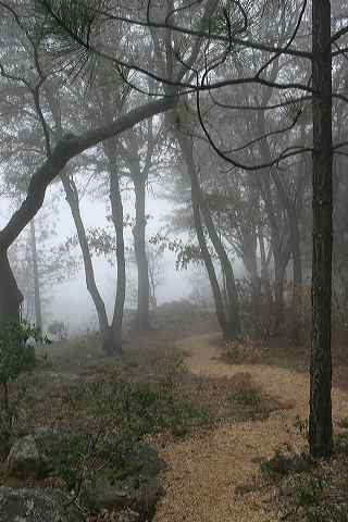misty_march_morning.jpg