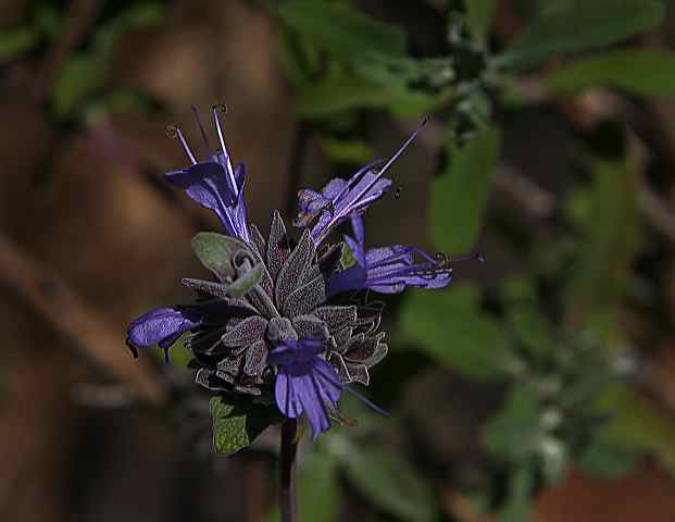salvia_clevlandii.jpg