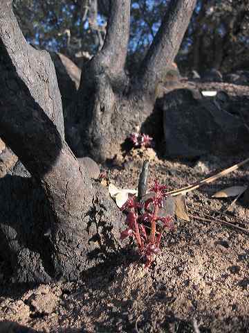 scrub_oak_sprouts.jpg