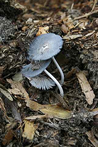 strange_mushrooms.jpg