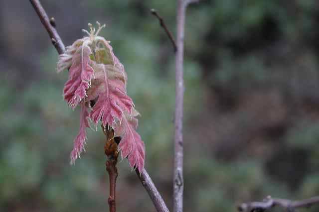 the_first_black_oak_leaves.jpg