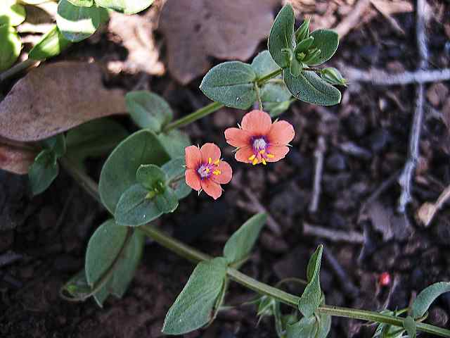 unknown_small_flower.jpg