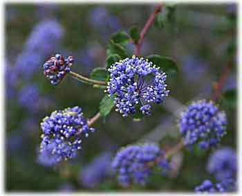 wild_ceanothus_april_04.jpg