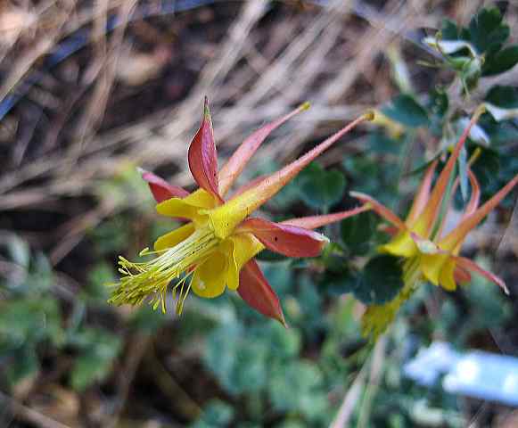 wild_columbine.jpg