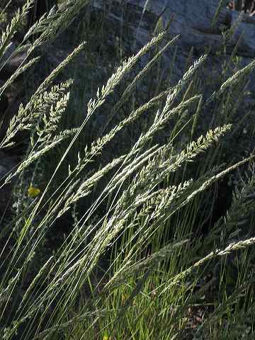 wild_grasses.jpg