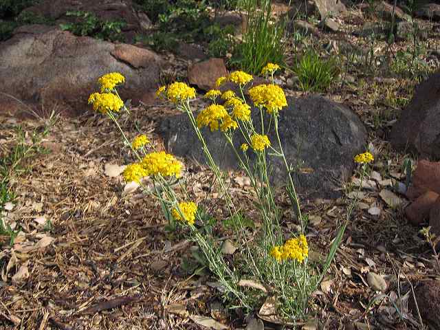 wild_yarrow.jpg