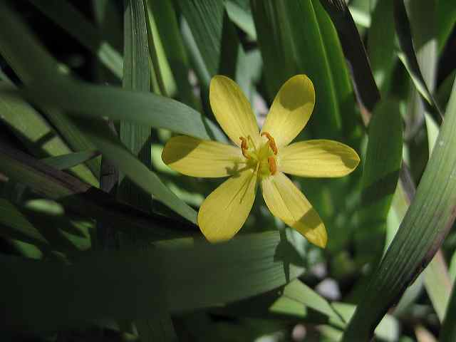 yellow_eyed_grass.jpg