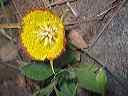 another_mariposa