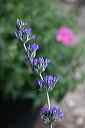 another_salvia