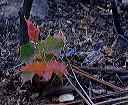 barberry_sprout