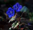calif_blue_bells
