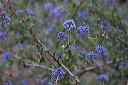 ceanothus