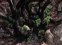 chamise_regrowth