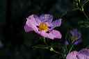 cistus