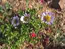fleabane