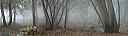 foggy__big_cat_woods