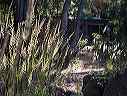 grasses_at_cabin