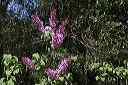 lilacs