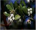 manzanita_blossoms