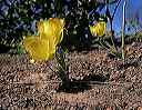 mariposas_in_burn