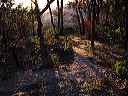 nan_s_new_path_6_january