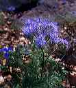purple_tansy