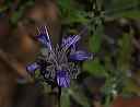 salvia_clevlandii