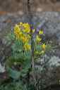 scotch_broom