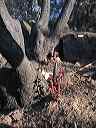 scrub_oak_sprouts