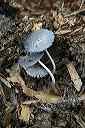 strange_mushrooms