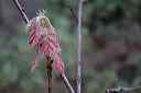 the_first_black_oak_leaves