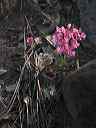 unknown_flower