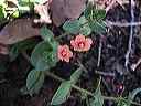 unknown_small_flower