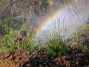 watering-bow