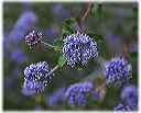 wild_ceanothus_april_04