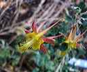 wild_columbine