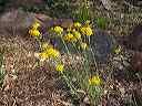wild_yarrow